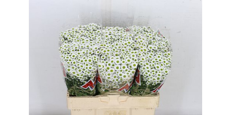 Chrysanthemums S Mad Lindi Whit 55cm A1 Col-White