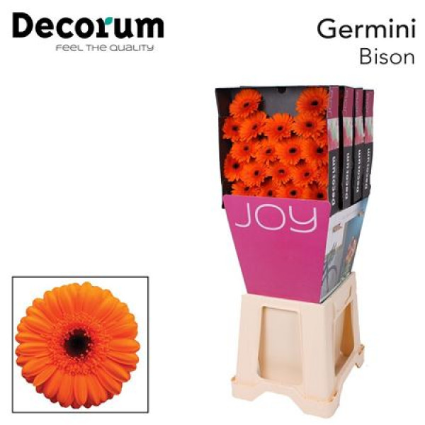 Germini Bison Diamond 47cm A1