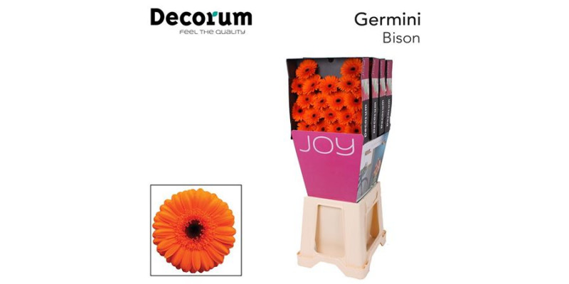 Germini Bison Diamond 47cm A1