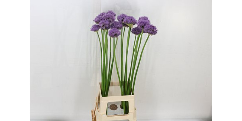 Allium Gladiator 70cm A1 Col-Purple