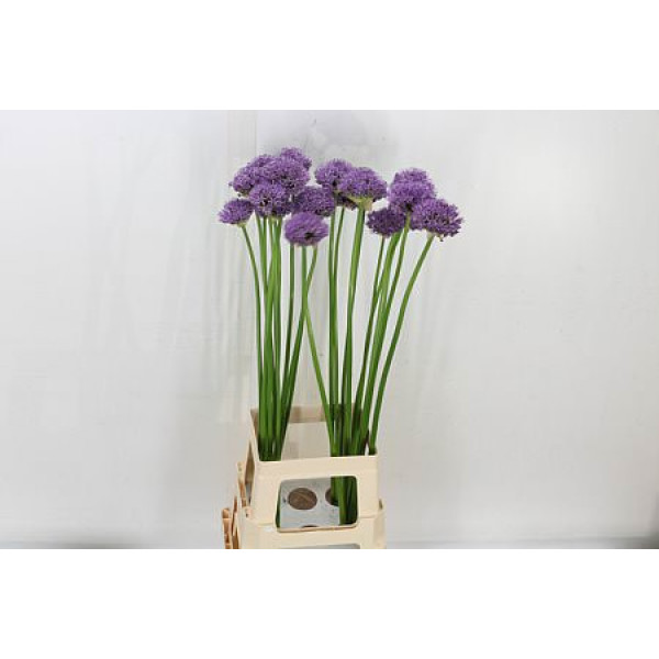 Allium Gladiator 90 Cm 90 cm A1
