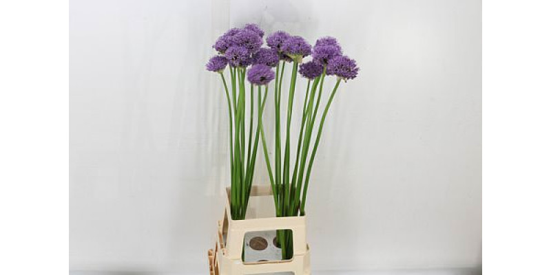 Allium Gladiator 90 Cm 90 cm A1