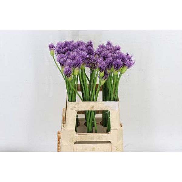 Allium Early Emperor 80cm A1