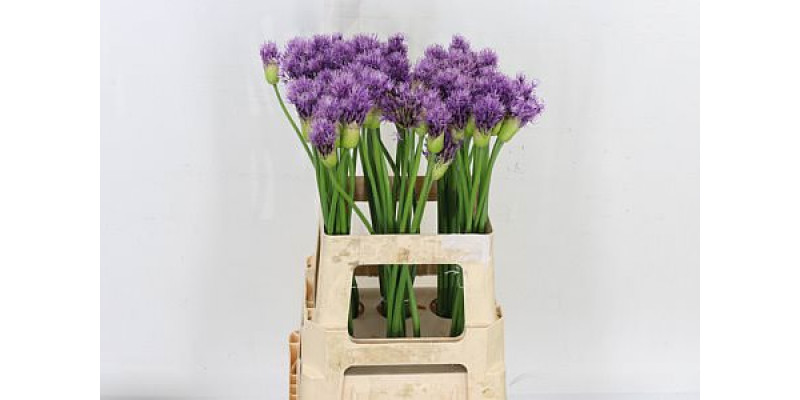 Allium Early Emperor 80cm A1