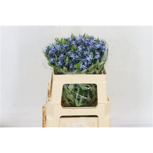 Amsonia Tab Night Sk 50cm