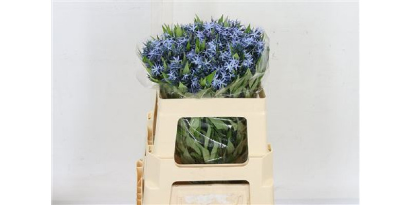 Amsonia Tab Night Sk 50cm