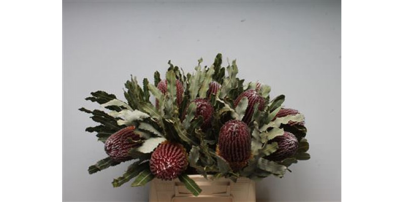 Banksia Menziesi 40cm A1