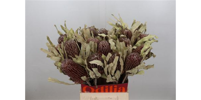 Banksia Menziesii Dry 50cm A1