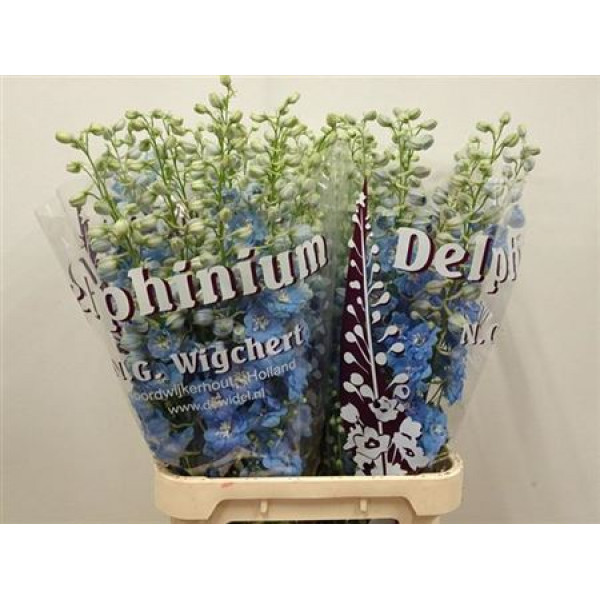 Delphinium Du Dewi Boy 90cm  Col-Light Blue