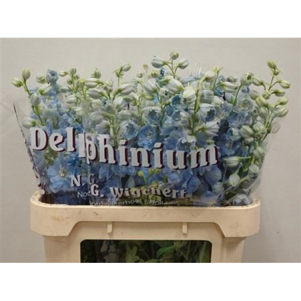 Delphinium Du Dewi Boy 80cm  Col-Light Blue