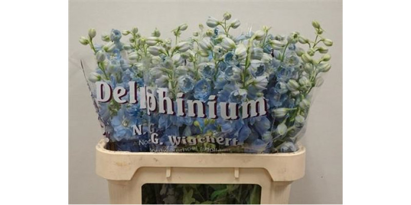 Delphinium Du Dewi Boy 80cm  Col-Light Blue