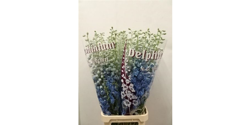 Delphinium Du Dewi Boy 120cm  Col-Light Blue