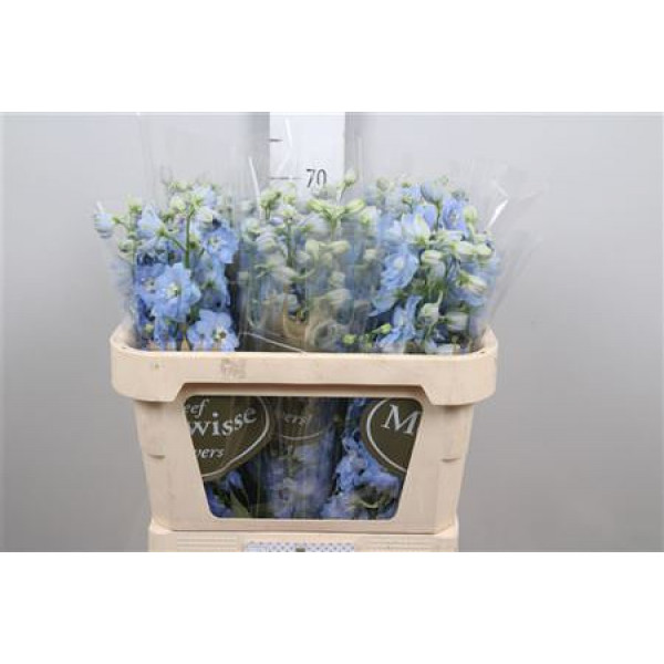 Delphinium Du Dewi Boy 70cm A1