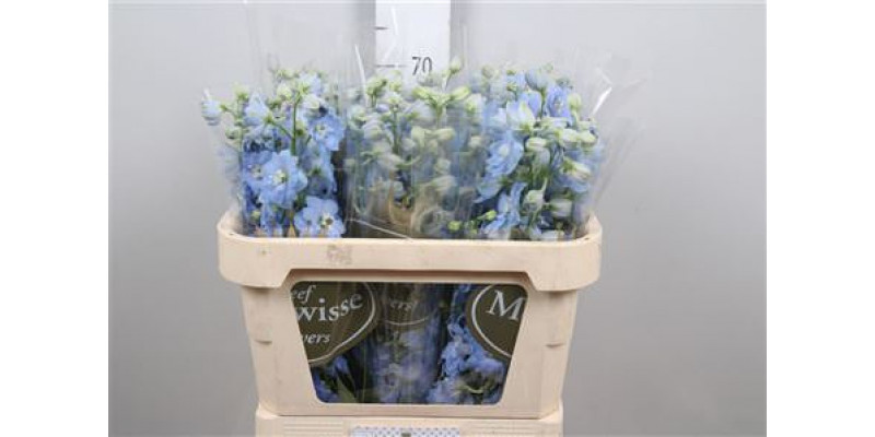 Delphinium Du Dewi Boy 70cm A1