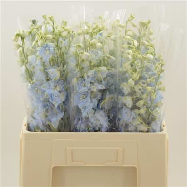 Delphinium Du Dewi Boy 60cm A1