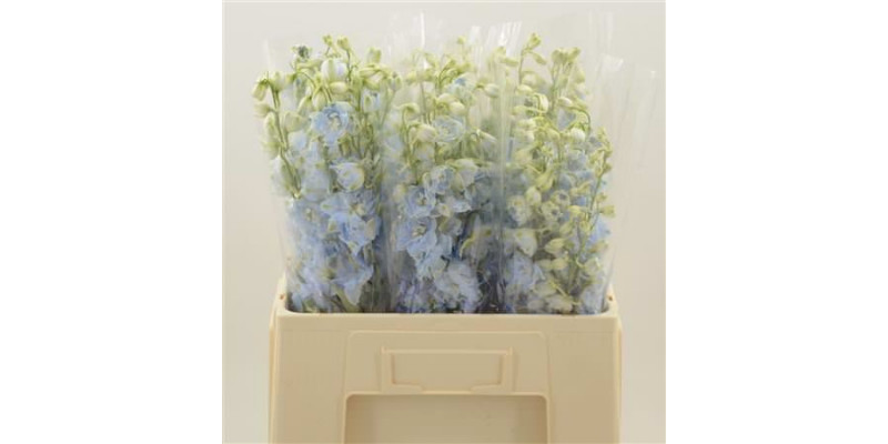 Delphinium Du Dewi Boy 60cm A1