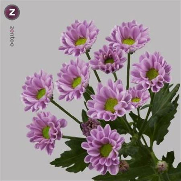 Chrysanthemums San Rossi Pink 55cm A1 Col-Pink