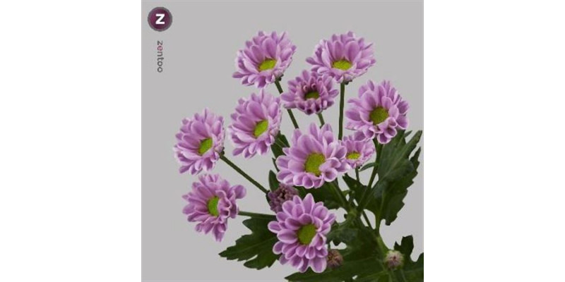 Chrysanthemums San Rossi Pink 55cm A1 Col-Pink