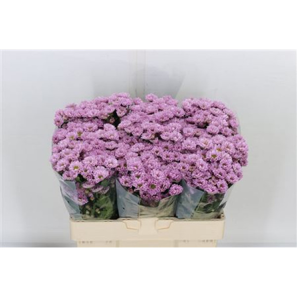Chrysanthemums S Rossi Pink 55cm A1 Col-Pink