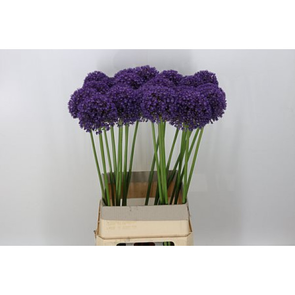Allium Ambassador 95cm A1 Col-Purple