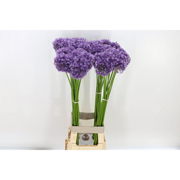 Allium His Excellency 85cm A1