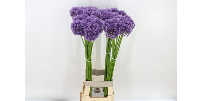 Allium His Excellency 85cm A1