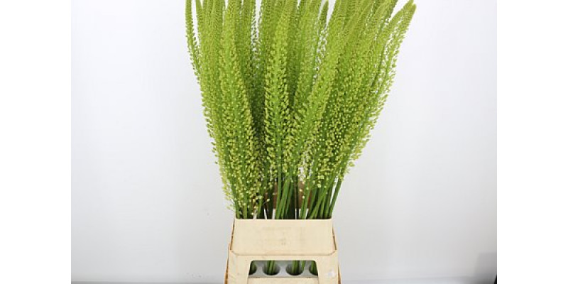 Eremurus Whi Wedding 130cm A1