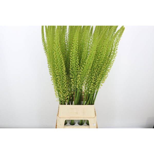 Eremurus Whi Wedding 120cm 120 cm A1