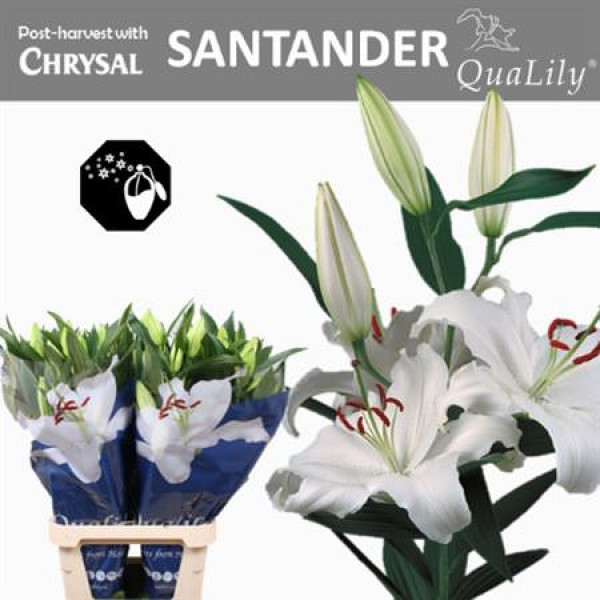 Lillys Or Santander 4+ 95cm A1 Col-White