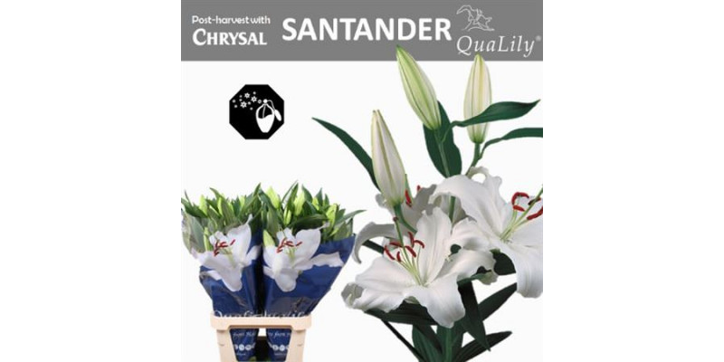 Lillys Or Santander 4+ 95cm A1 Col-White