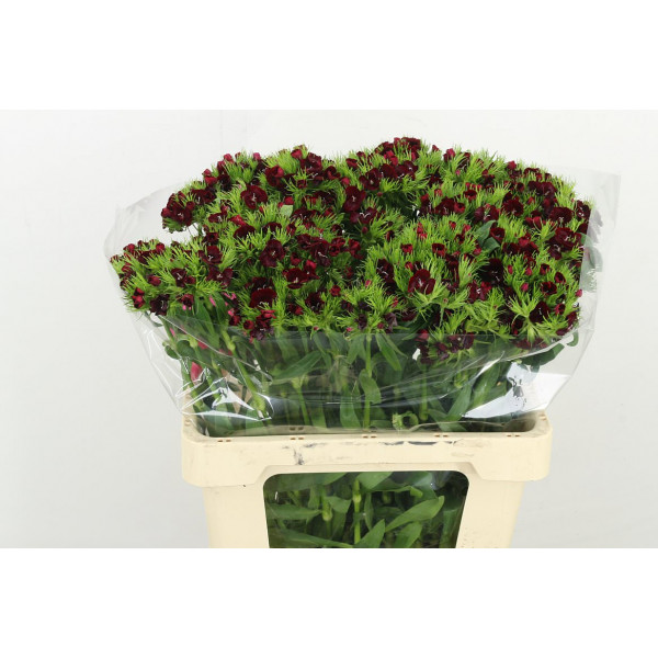 Dianthus Barb S Will Red 60 A1Dark Red