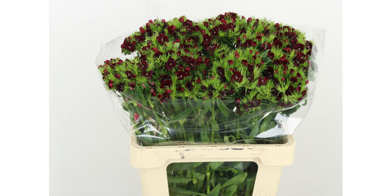 Dianthus Barb S Will Red 60 A1Dark Red