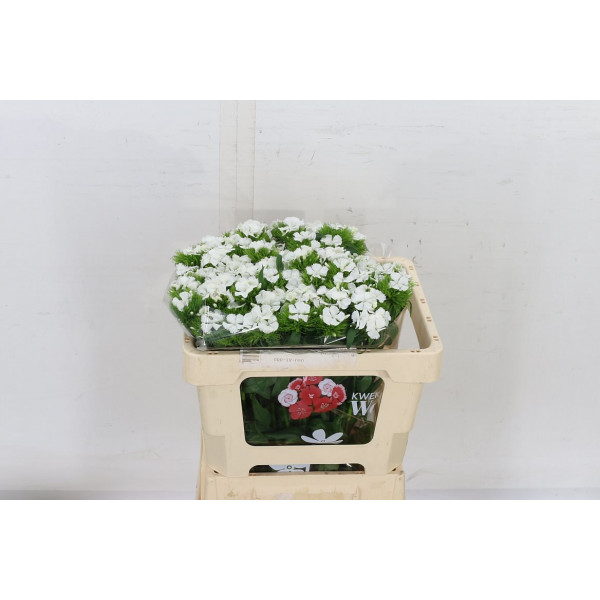 Dianthus Barb S Will White 50cm A1 Col-White