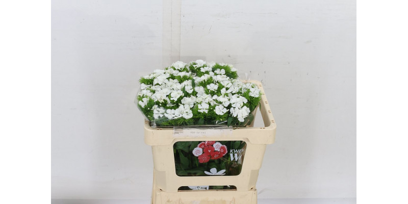 Dianthus Barb S Will White 50cm A1 Col-White