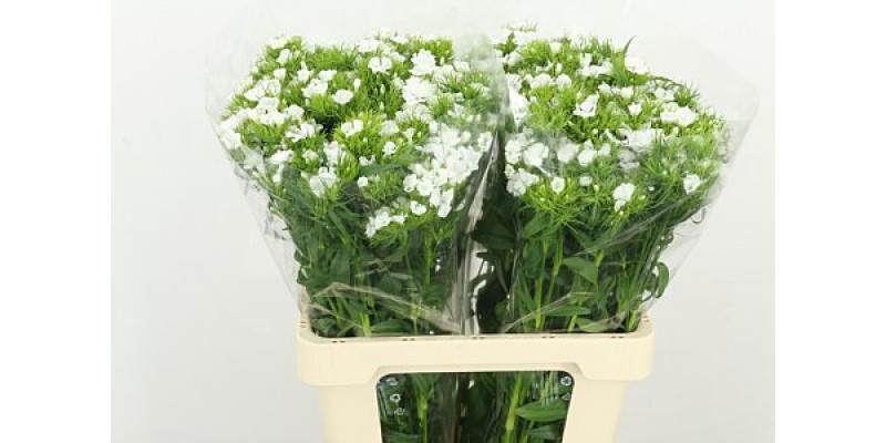 Dianthus Barb S Will White 60cm A1