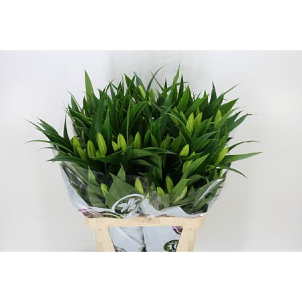Lillys Or Pathos 5+ 90 cm A1