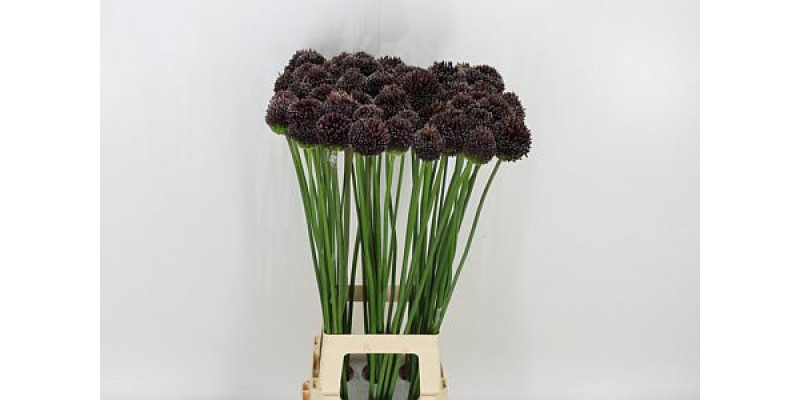 Allium Forelock 85cm A1