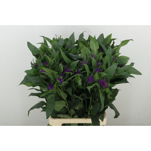 Monarda Purple Princ 70 cm A1