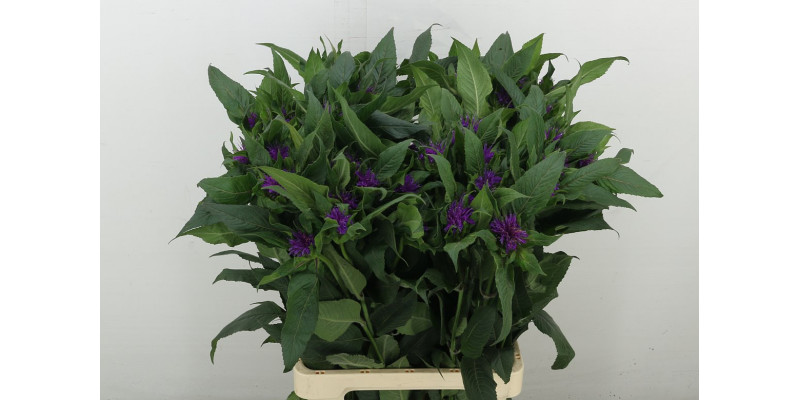 Monarda Purple Princ 70 cm A1