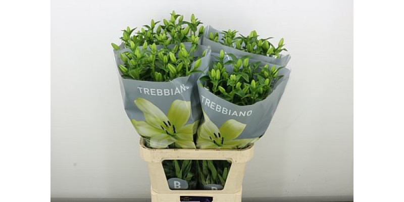 Lillys La Trebbiano 4+ 90 cm A1