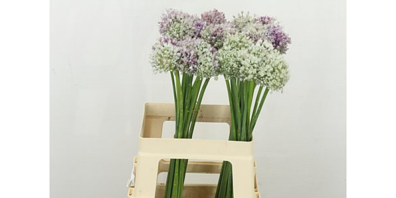 Allium Ampeloprasum 60cm A1