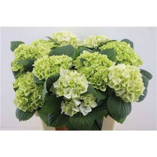 Hydrangea M Pearl Green 60-18 60cm A1