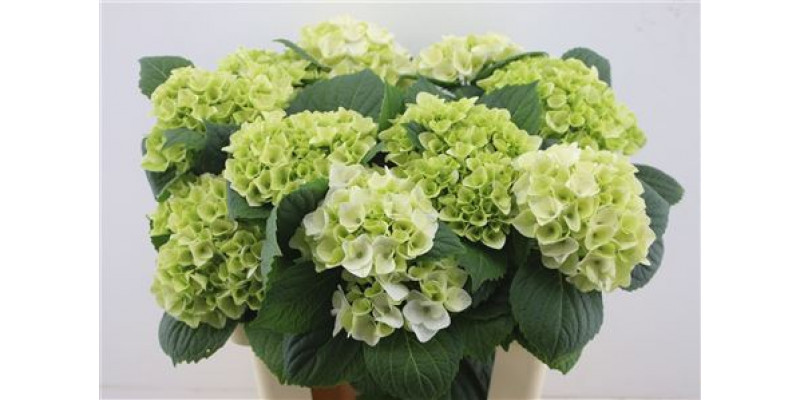 Hydrangea M Pearl Green 60-18 60cm A1