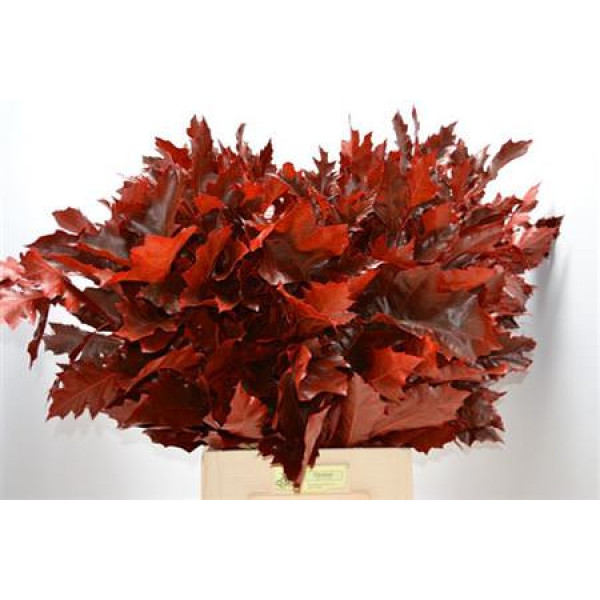 Querc Rubra Klb H% 80cm 