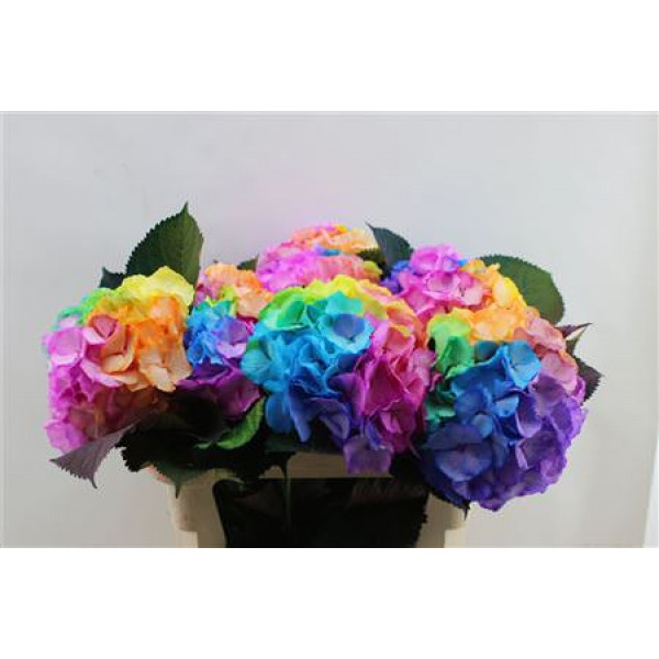 Hydrangea M Painted Rainbow 75cm 75cm 