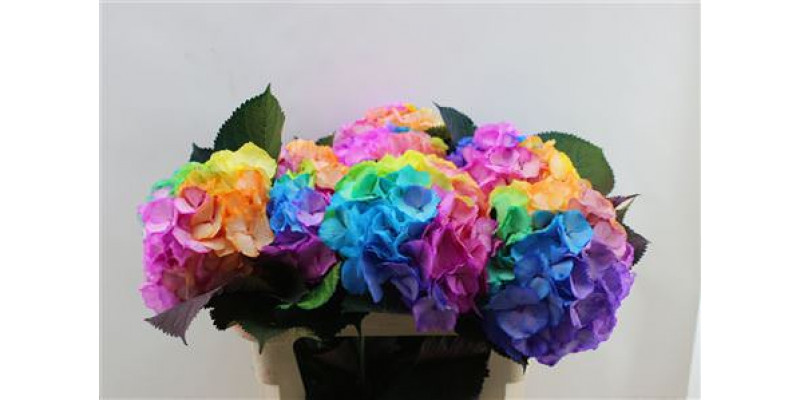 Hydrangea M Painted Rainbow 75cm 75cm 