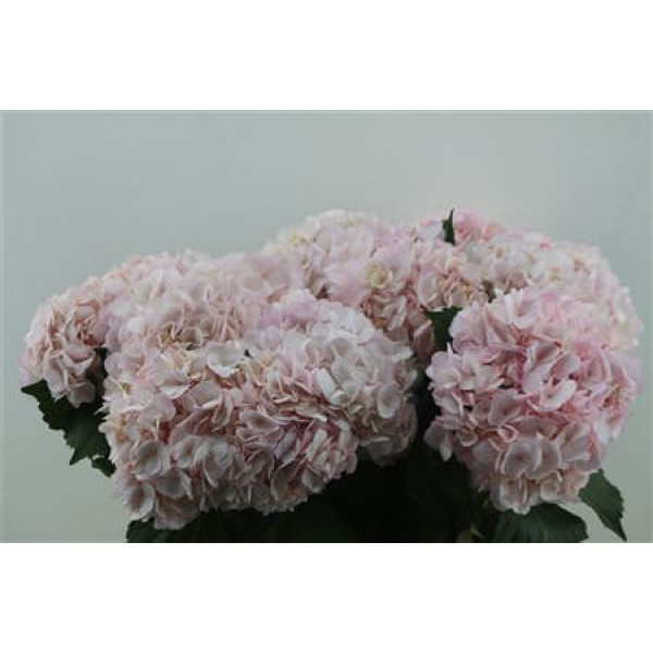 Hydrangea M Pink Abs 65-18 65cm A1