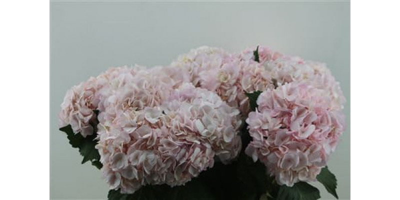 Hydrangea M Pink Abs 65-18 65cm A1