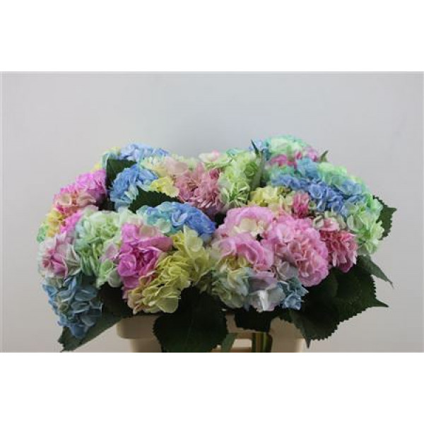 Hydrangea M Rainbow 60-18 60cm A1