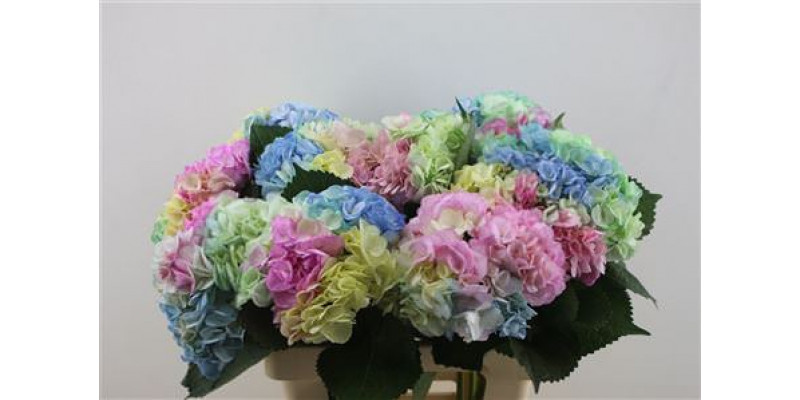 Hydrangea M Rainbow 60-18 60cm A1